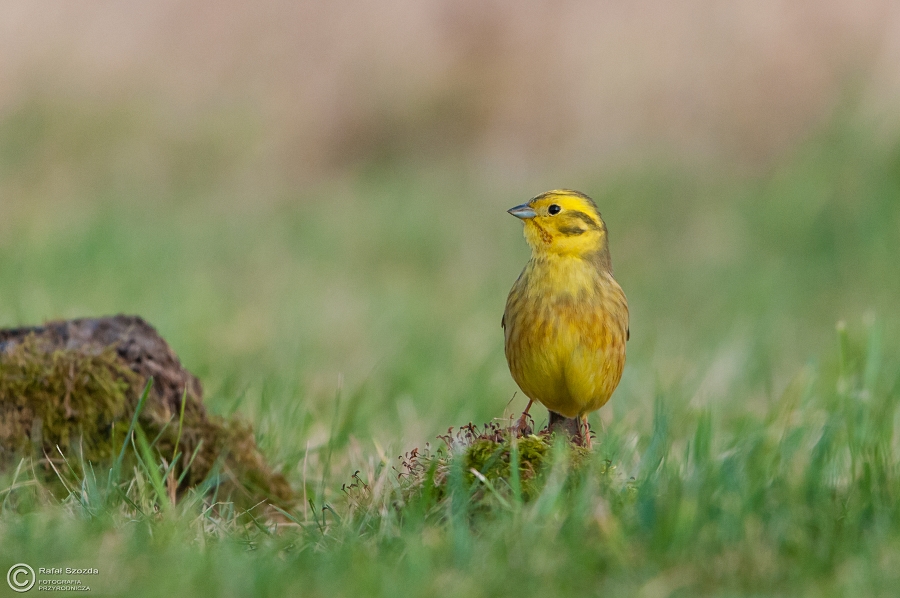Trznadel, Yellowhammer (Emberiza citrinella) ... 2015r