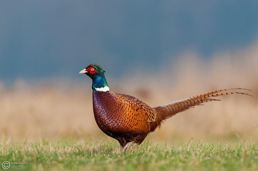 Baant, Common Pheasant (Phasianus colchicus) ... 2015r