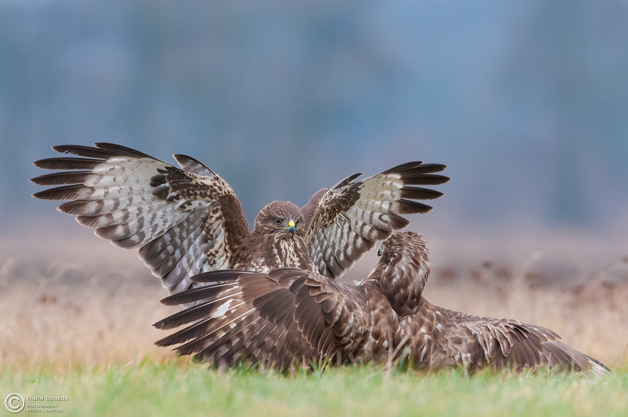 Myszow, Common Buzzard (Buteo buteo) ... 2015r