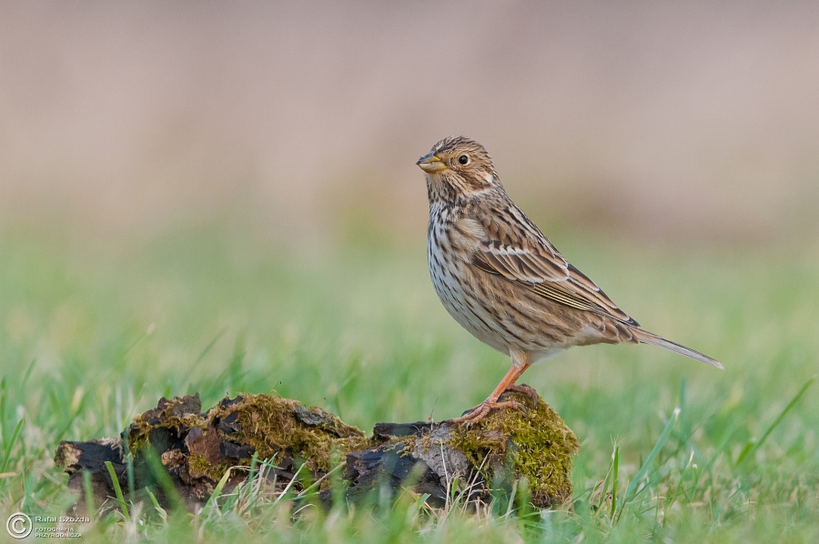 Potrzeszcz, Corn Bunting (Miliaria calandra) ... 2015r