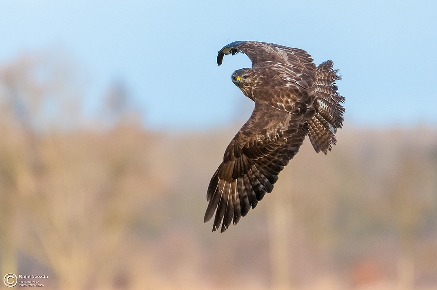 Myszow, Common Buzzard (Buteo buteo) ... 2015r
