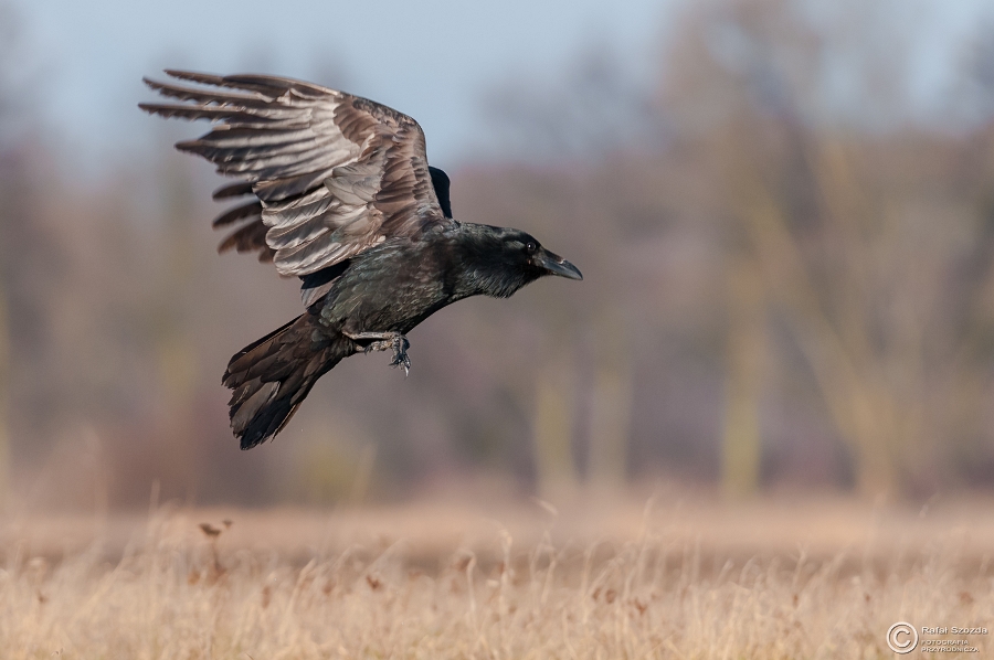 Kruk, Common Raven (Corvus corax) ... 2015r