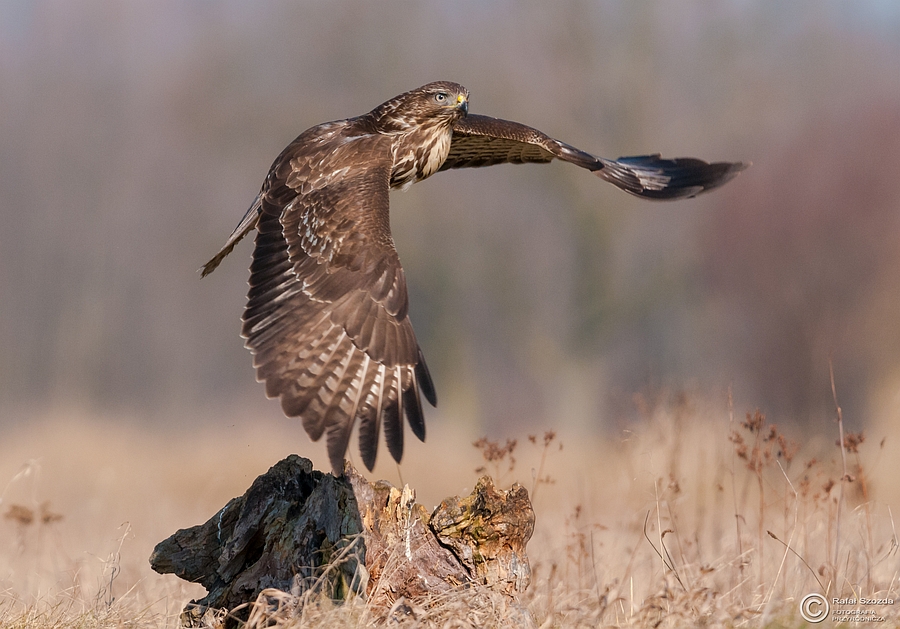 Myszow, Common Buzzard (Buteo buteo) ... 2015r