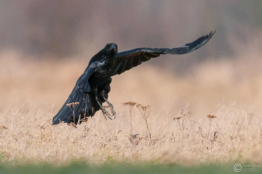 Kruk, Common Raven (Corvus corax) ... 2015r