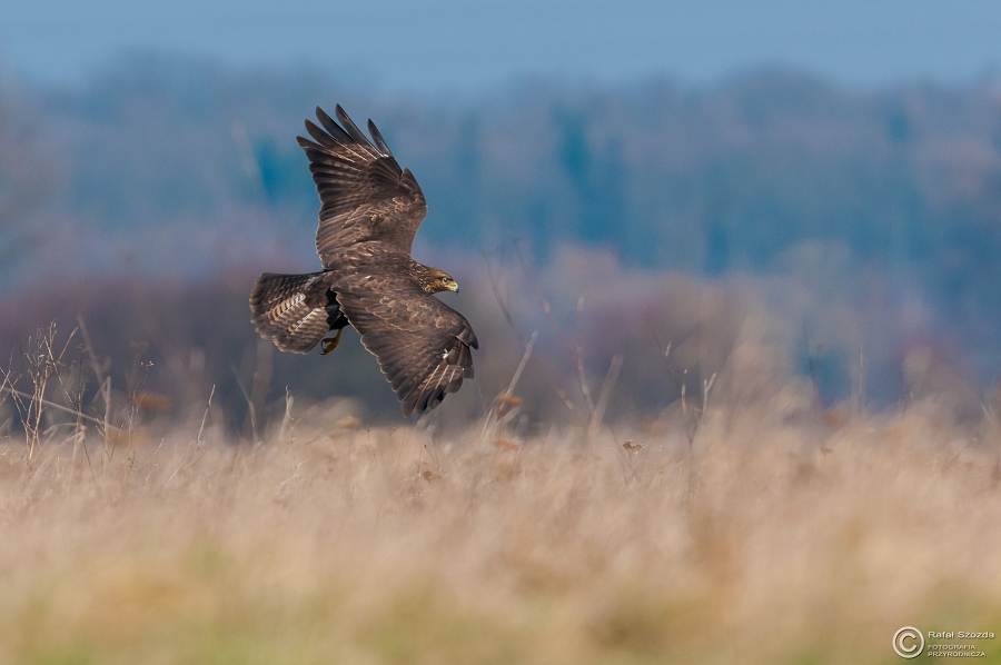 Myszow, Common Buzzard (Buteo buteo) ... 2015r