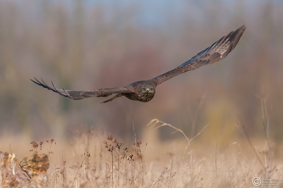 Myszow, Common Buzzard (Buteo buteo) ... 2015r