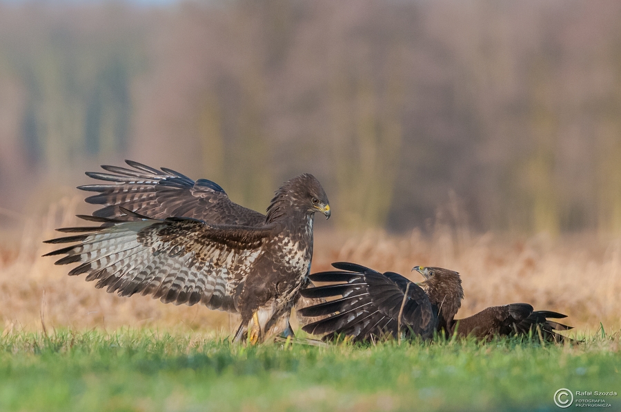 Myszow, Common Buzzard (Buteo buteo) ... 2015r