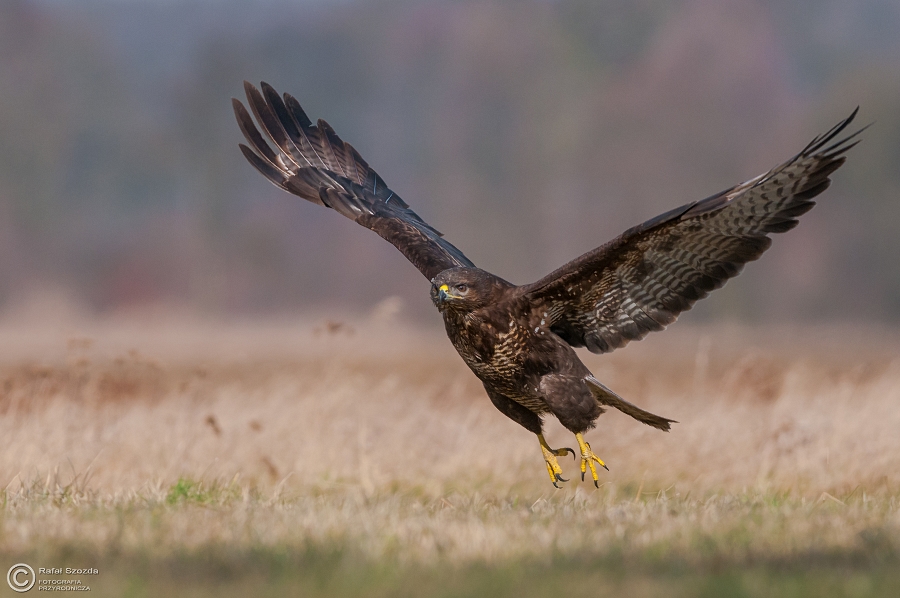 Myszow, Common Buzzard (Buteo buteo) ... 2015r