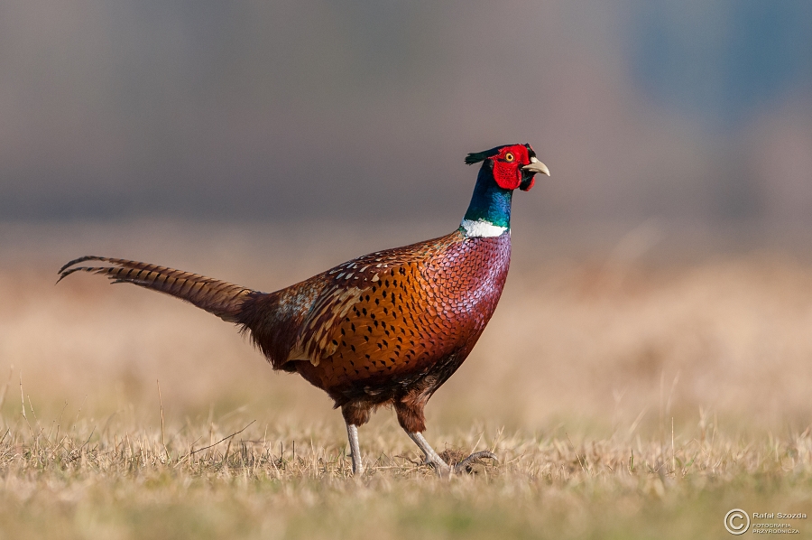 Baant, Common Pheasant (Phasianus colchicus) ... 2015r