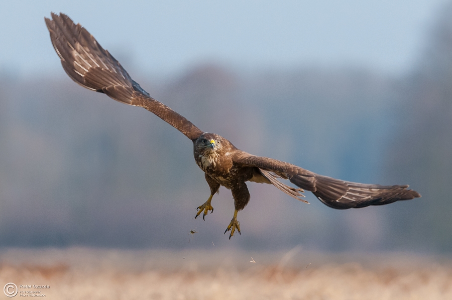 Myszow, Common Buzzard (Buteo buteo) ... 2015r