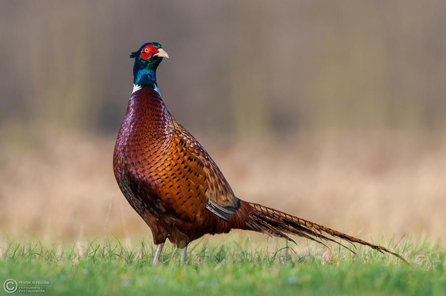 Baant, Common Pheasant (Phasianus colchicus) ... 2015r