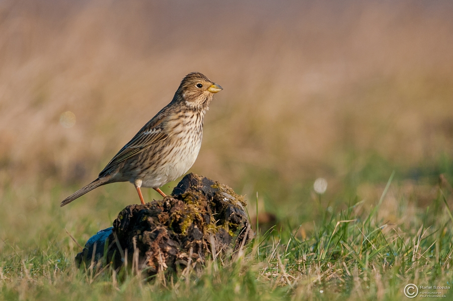 Potrzeszcz, Corn Bunting (Miliaria calandra) ... 2015r