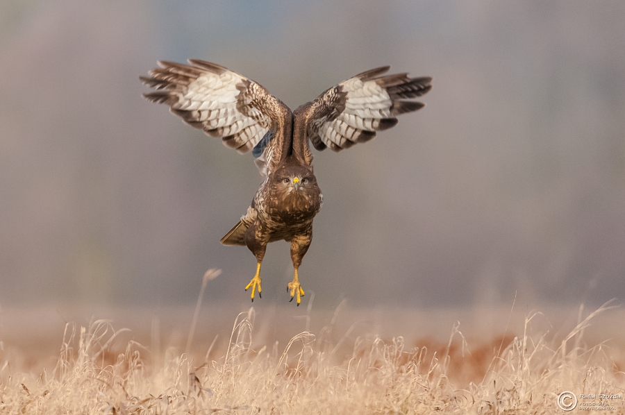 Myszow, Common Buzzard (Buteo buteo) ... 2015r