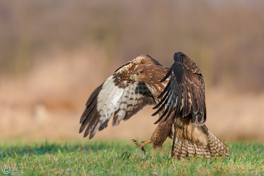 Myszow, Common Buzzard (Buteo buteo)
