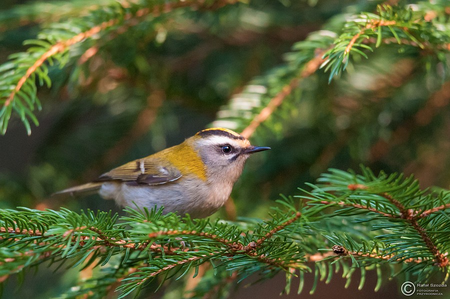Zniczek, Firecrest (Regulus ignicapilla) ... 2015r