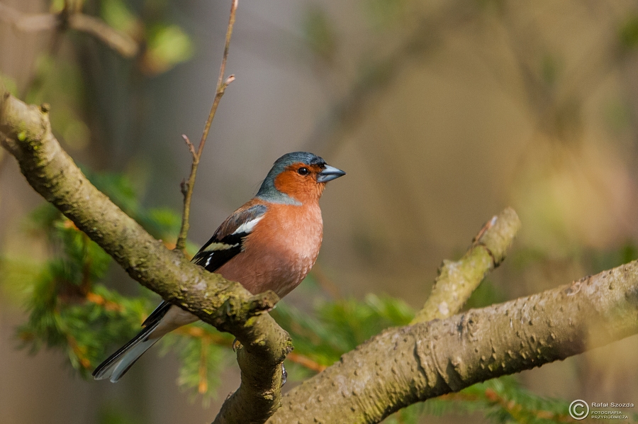 Ziba, Chaffinch (Fringilla coelebs) ... 2015r