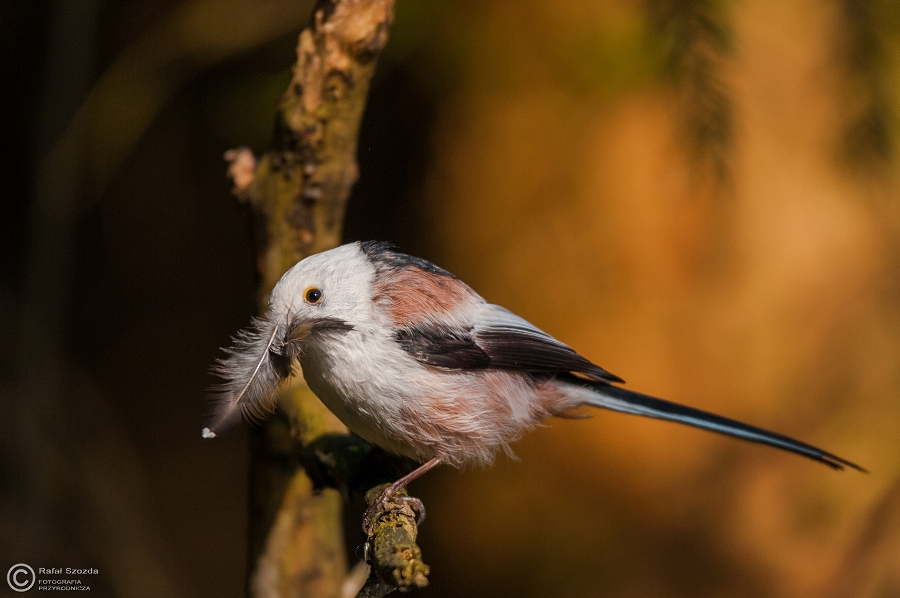 Raniuszek, Northern Long-tailed (Aegithalos caudatus) ... 2015r
