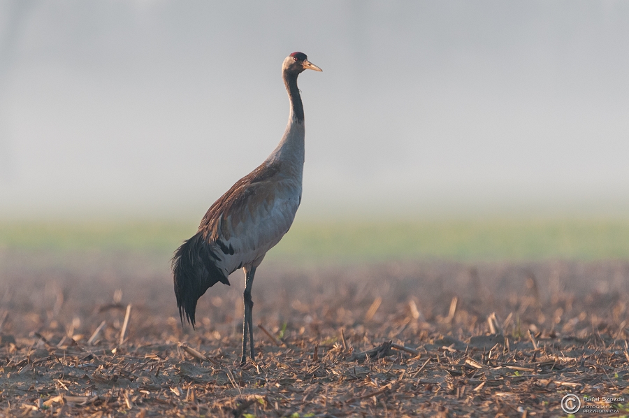 uraw, Common Crane (Grus grus) ... 2015r