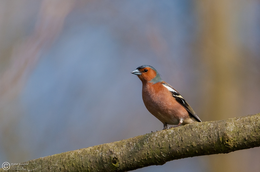 Ziba, Chaffinch (Fringilla coelebs) ... 2015r