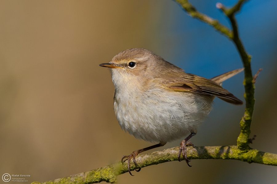 Pierwiosnek, Common Chiffchaff (Phylloscopus collybita) ... 2015r