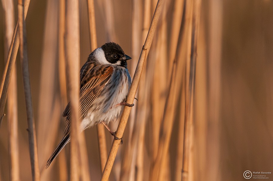 Potrzos, Reed Bunting (Emberiza schoeniclus) ... 2015r