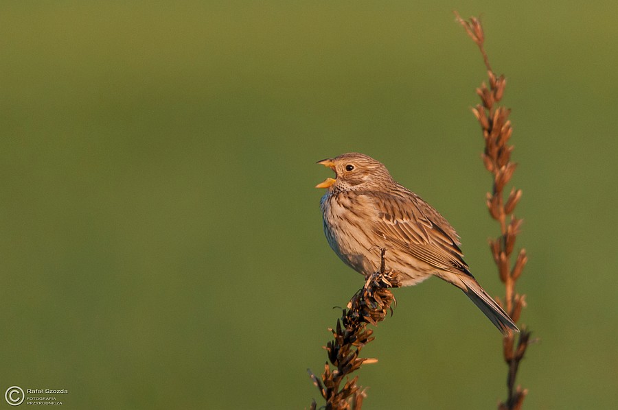 Potrzeszcz, Corn Bunting (Miliaria calandra) ... 2015r