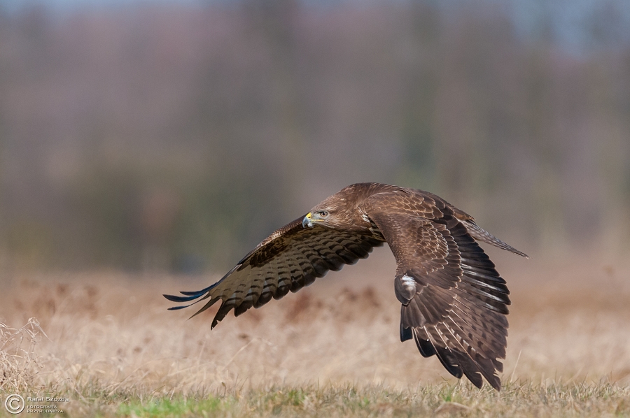 Myszow, Common Buzzard (Buteo buteo) ... 2015r