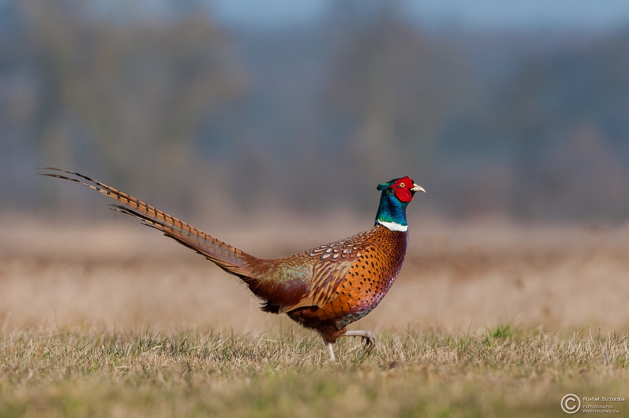 Baant, Common Pheasant (Phasianus colchicus) ... 2015r