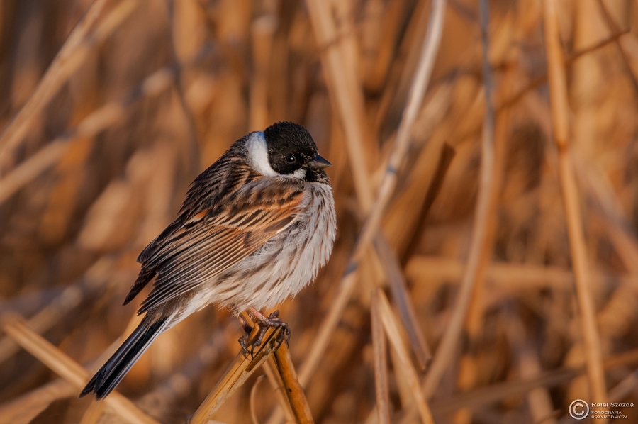 Potrzos, Reed Bunting (Emberiza schoeniclus) ... 2015r