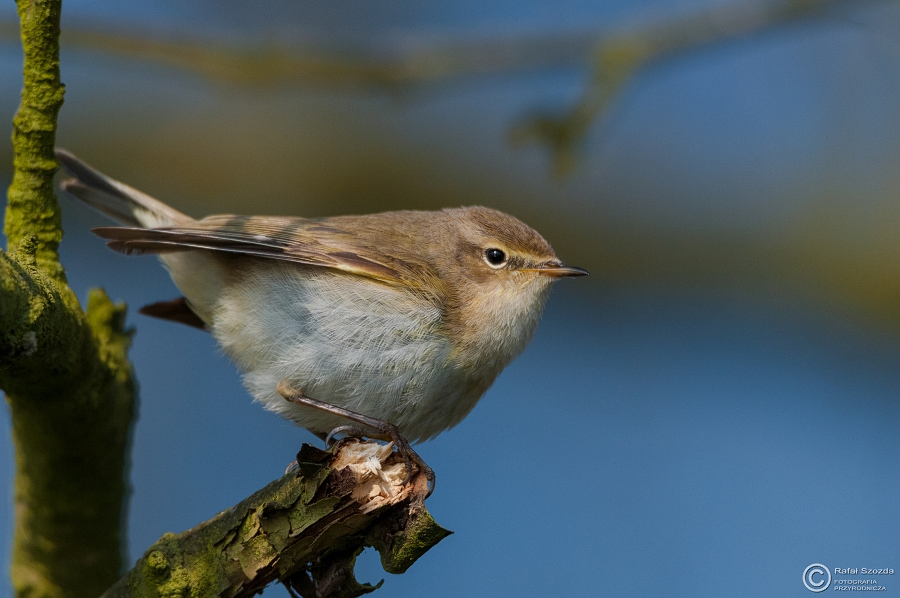 Pierwiosnek, Common Chiffchaff (Phylloscopus collybita) ... 2015r - Poland
