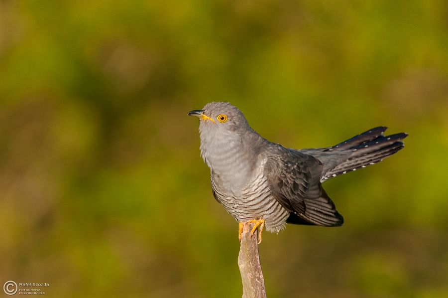 Kukuka, Common Cuckoo (Cuculus canorus) ... 2015r