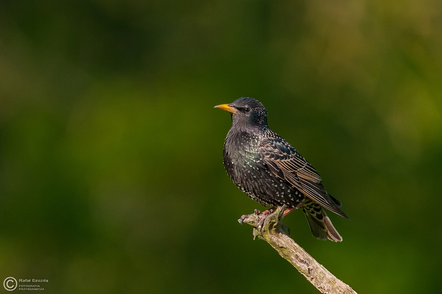 Szpak, Common Starling (Sturnus vulgaris) ... 2015r