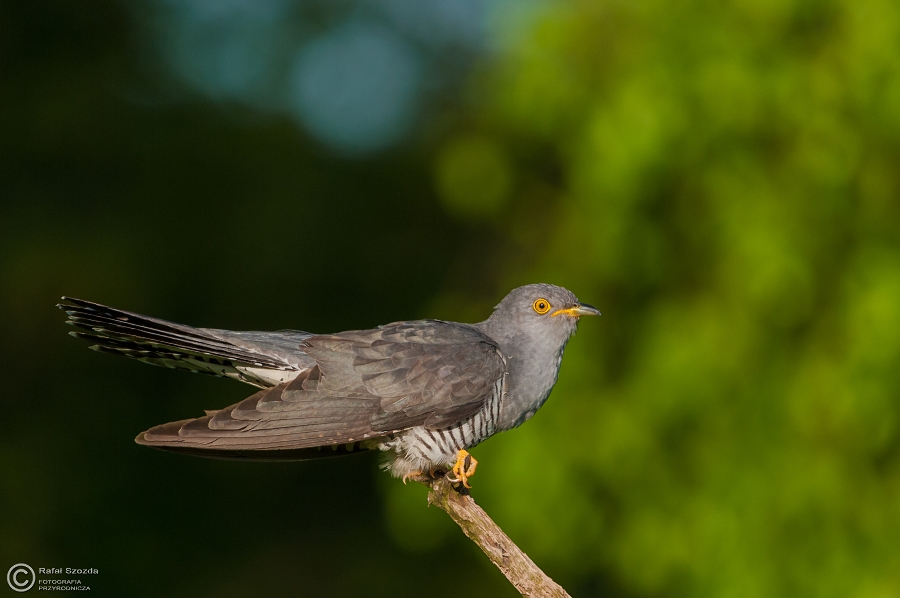 Kukuka, Common Cuckoo (Cuculus canorus) ... 2015r
