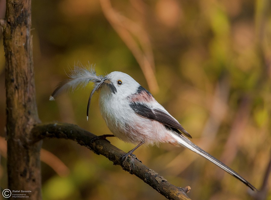 Raniuszek, Northern Long-tailed (Aegithalos caudatus) ... 2015r