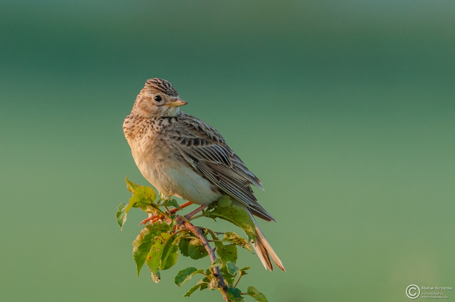 Skowronek, Sky Lark (Alauda arvensis) ... 2015r