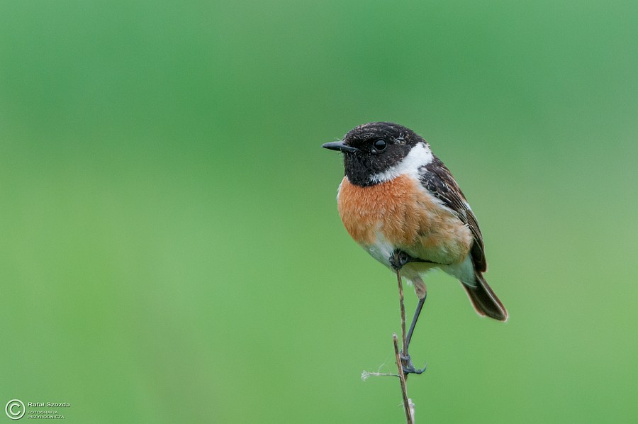 Klskawka, Stonechat (Saxicola torquatus) ... 2015r