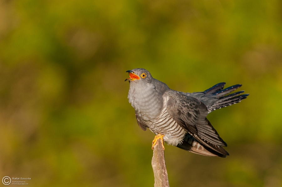 Kukuka, Common Cuckoo (Cuculus canorus) ... 2015r