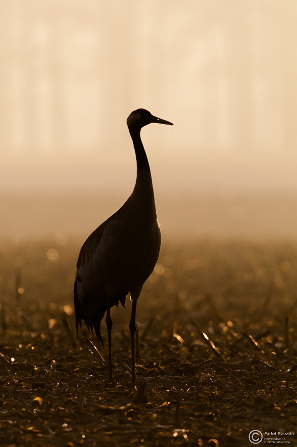 uraw, Common Crane (Grus grus) ... 2015r