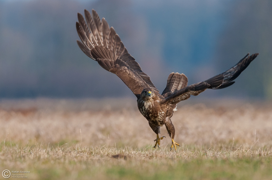 Myszow,  Common Buzzard (Buteo buteo) ... 2015r