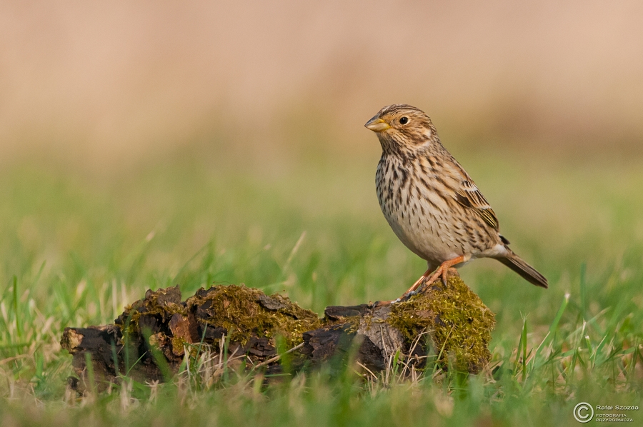 Potrzeszcz, Corn Bunting (Emberiza calandra) ... 2015r