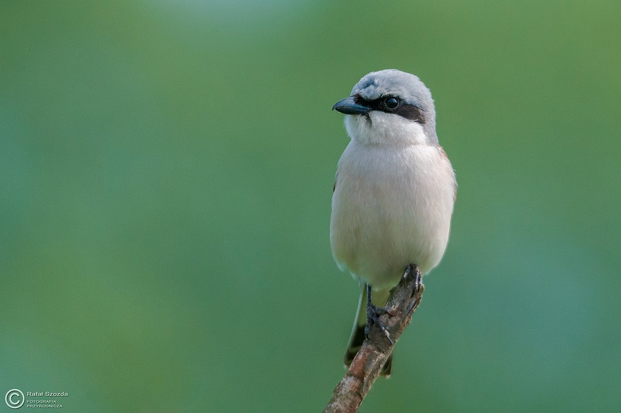 Gsiorek, Red-backed Shrike (Lanius collurio) ... 2015r