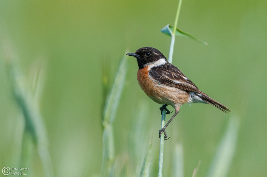 Klskawka, Stonechat (Saxicola torquatus) ... 2015r