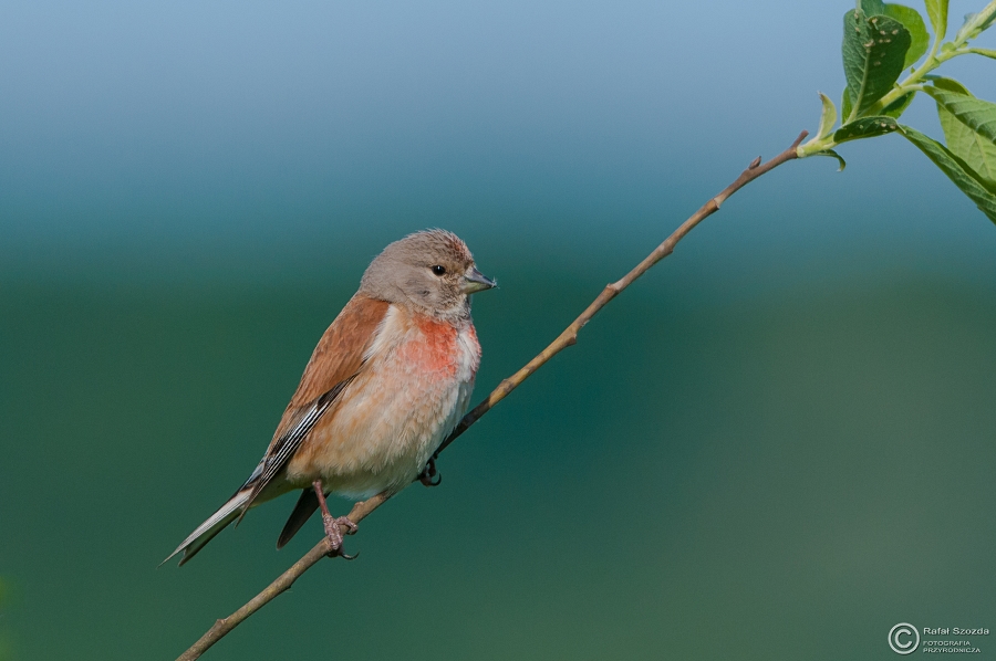 Makolgwa, Eurasian Linnet (Carduelis cannabina) - 2015r