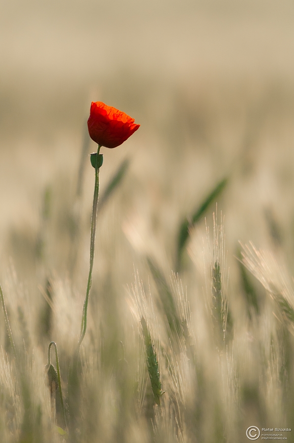 Przyroda, Nature  ... 2015r