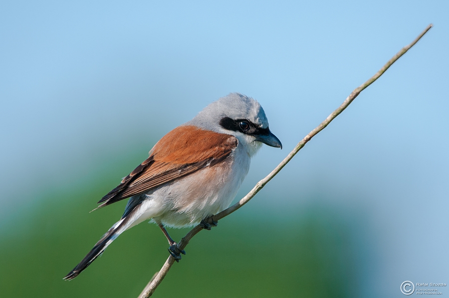 Gsiorek, Red-backed Shrike (Lanius collurio) ... 2015r