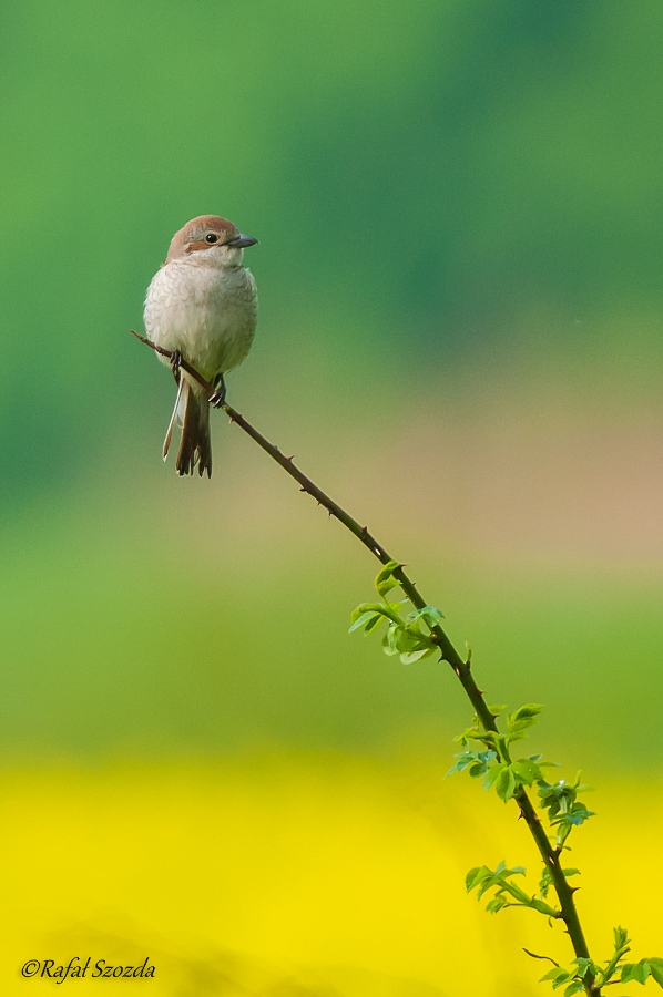 Gsiorek, Red-backed Shrike (Lanius collurio)