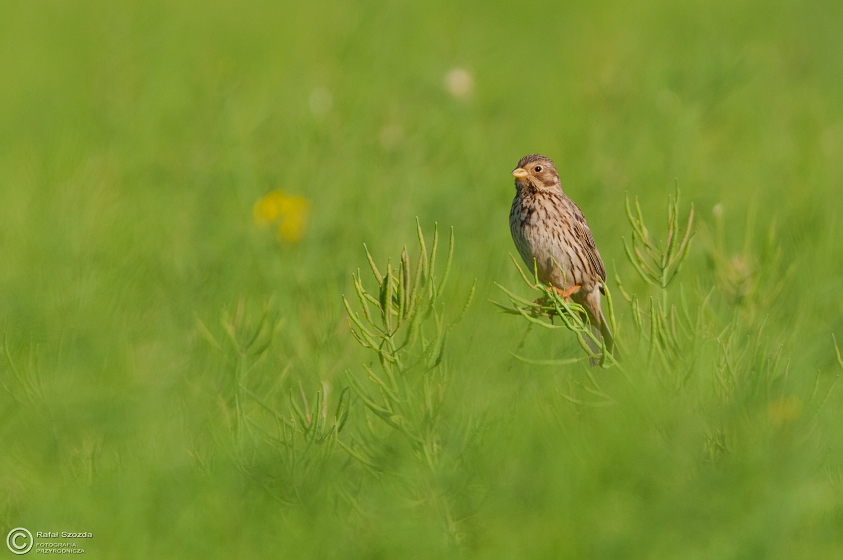 Potrzeszcz, Corn Bunting (Emberiza calandra) ... 2015r
