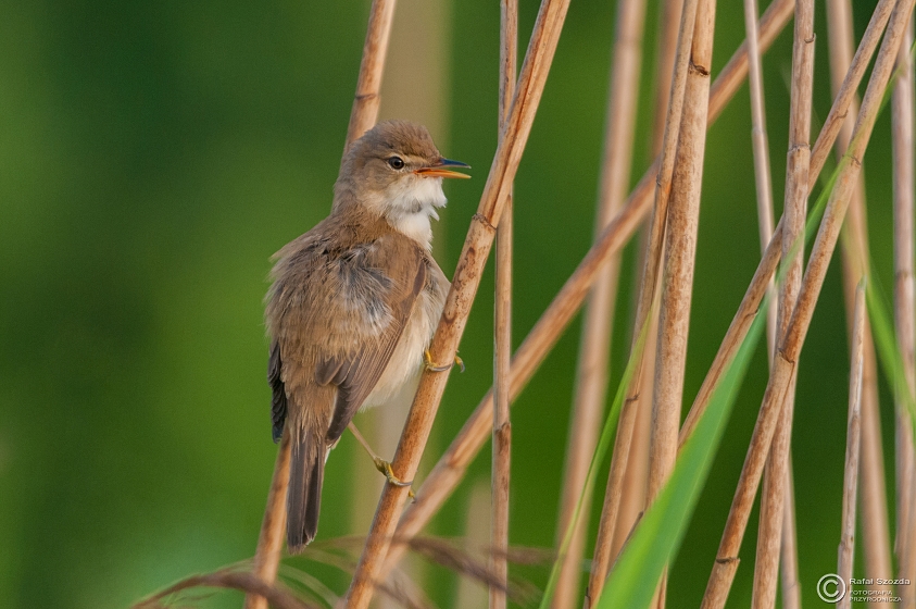 Trzcinniczek, Eurasian Reed-Warbler (Acrocephalus scirpaceus) ... 2015r