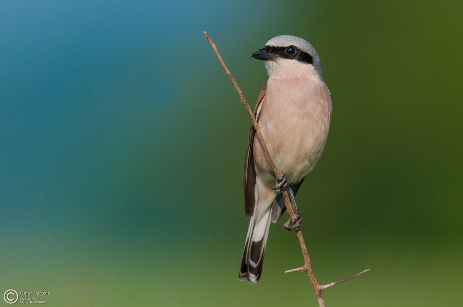 Gsiorek, Red-backed Shrike (Lanius collurio) ... 2015r