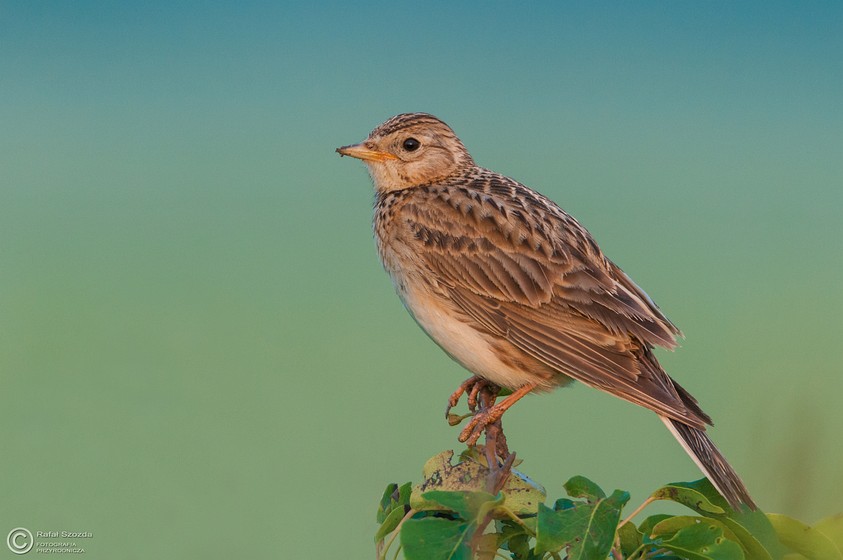 Skowronek, Sky Lark (Alauda arvensis) ... 2015r